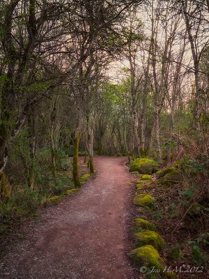 The Way through the Woods