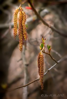 Alder Catkins