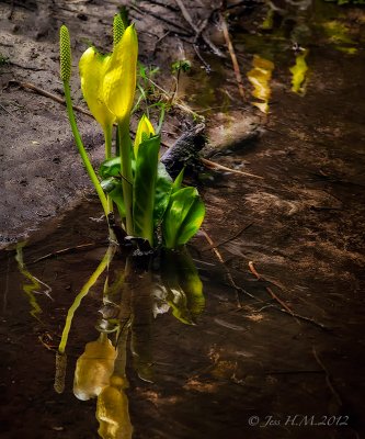 Marsh Reflections