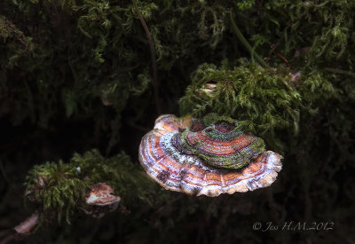 Fungi and Lichen