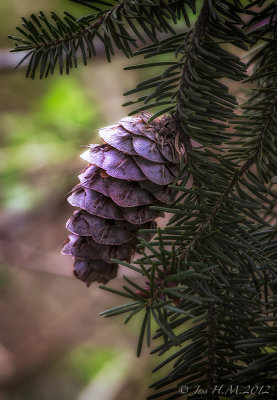 Douglas Fir Cone.