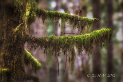 Moss covered tree