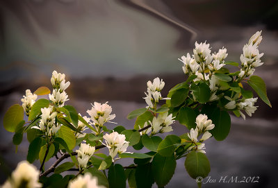 Mountain Greenery