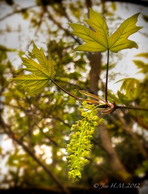 New Maple Leaves and Flower