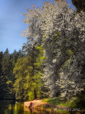 Blossom Time