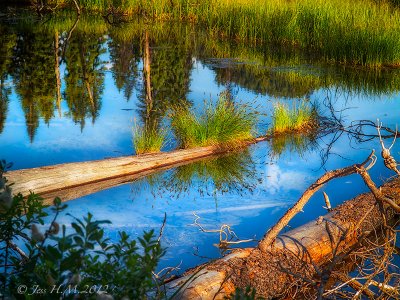 Reflections in a Beaver Pond.