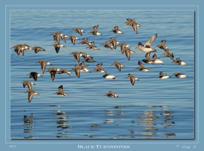 Black Turnstones.