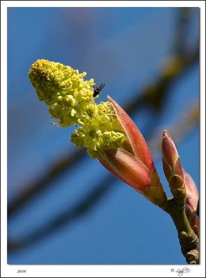 Broad Leaf Maple Bud.