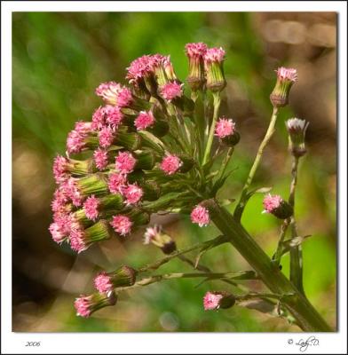 Pink wild flower