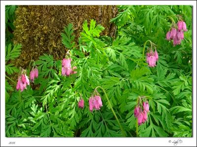 Wild Bleeding Heart