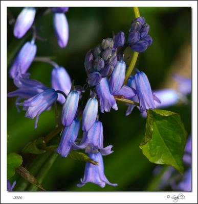 Bluebells