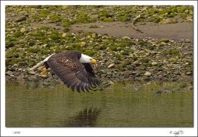 Eagle with small sandpiper.