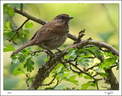 Song Sparrow in Hawthorn.