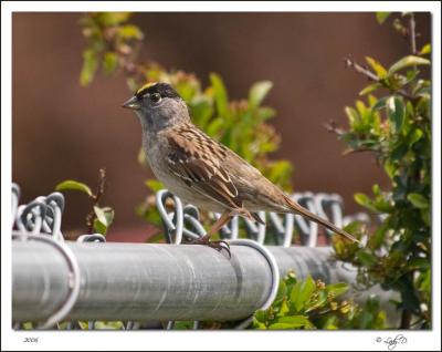 Golden Crowned Sparrow