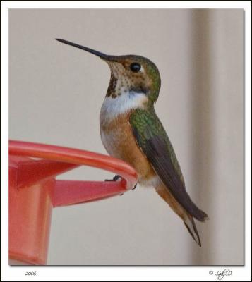 Rufous Hummingbird  Female