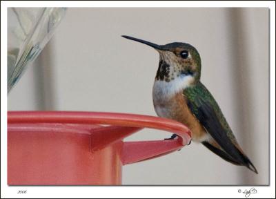 Rufous Hummingbird Female