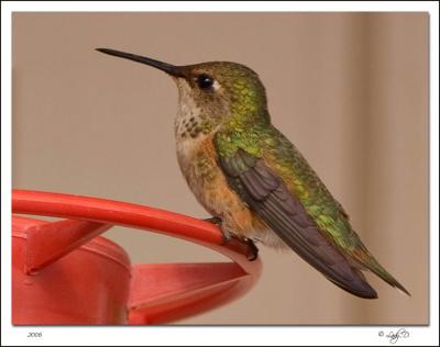 Rufous Hummingbird Female