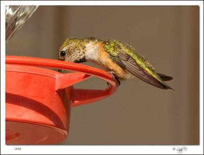 Rufous Hummingbird Female