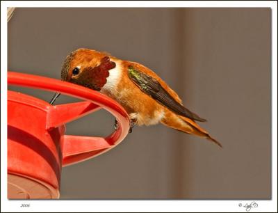 Rufous Hummingbird Male