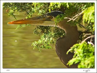 Great Blue Heron