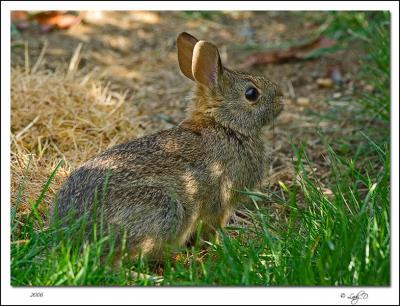 Cottontail Rabbit