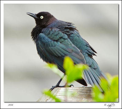 Brewer's Blackbird Male