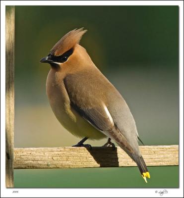 Cedar Waxwing