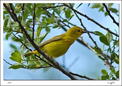 Yellow Warbler