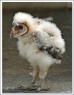 Barn Owl chick.