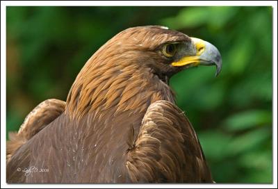 Golden Eagle