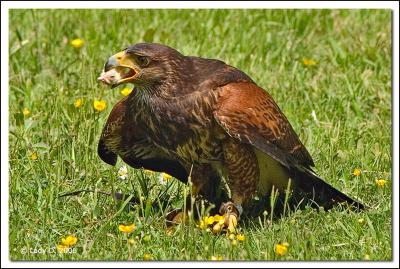 Harris Hawk