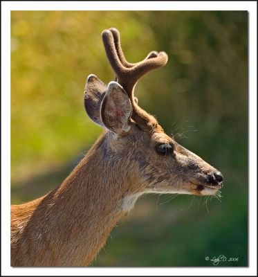 Young Deer in velvet.