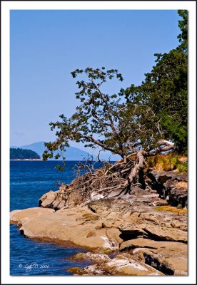 Garry Oak Jack Point