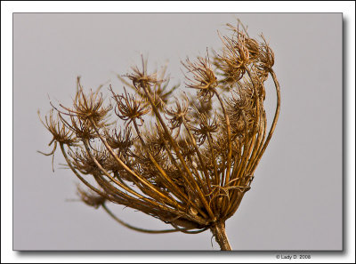 Queen Annes Lace in winter garb.