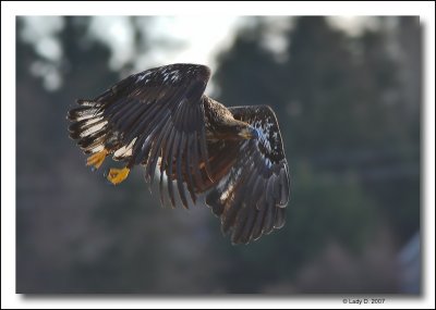 Immature Bald Eagle in flight.