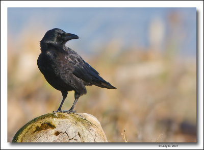 Northwestern  Crow.