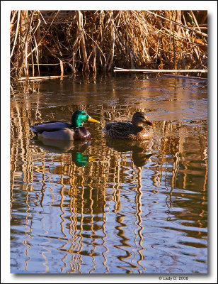  Marsh. Reflections.