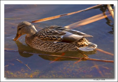 Clear water Mallard.