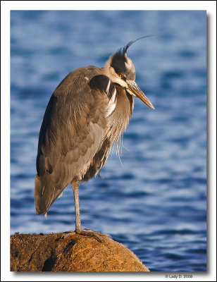 Great Blue Heron.
