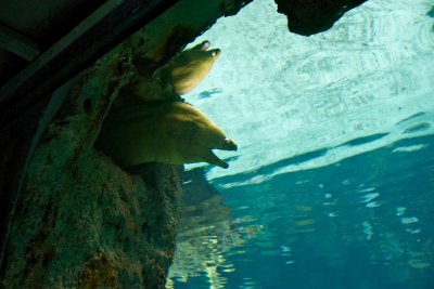 Aquarium 02.jpg