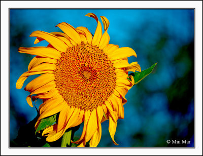 P1000274-Sunflower-S.jpg
