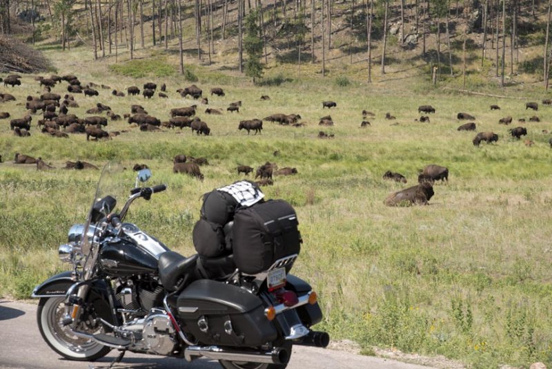 Bison, Custer State Park