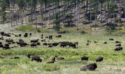 Custer State Park