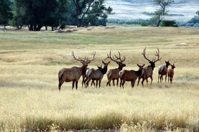 Black Hills Elk herd