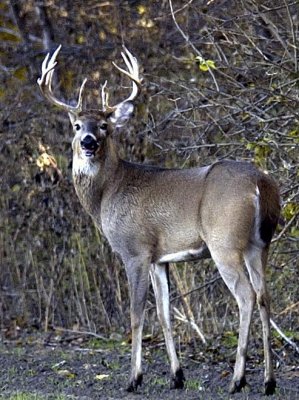 Nice Kansas Buck