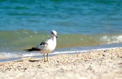 I entrusted a seagull to carry a word to you