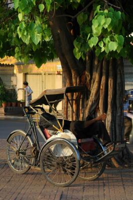 Boddhi Tree - Please do not disturb me