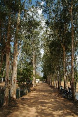white poplar tree?