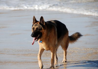Rex beach