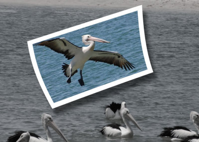 Pelicans postcard